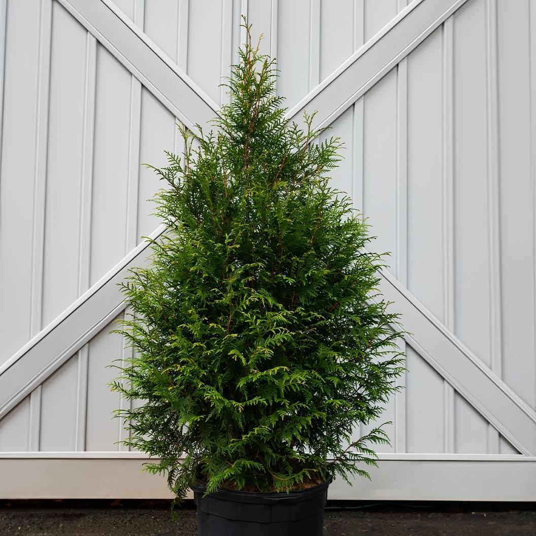 Thuja Plicata 'leprechaun' - View 8 from www redcrocus com
