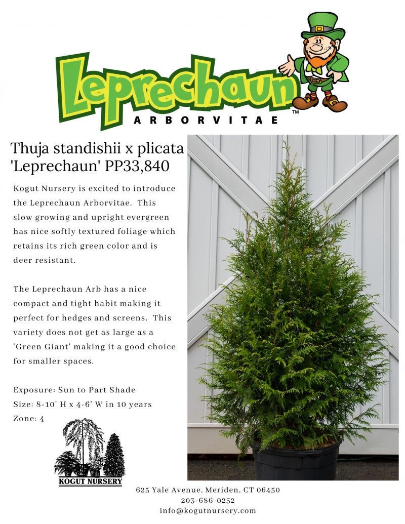 Thuja Plicata 'leprechaun' - View 9 from www redcrocus com