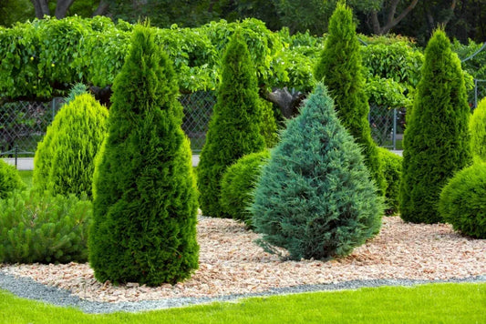 Thuja Plicata 'leprechaun' - View 10 from www redcrocus com
