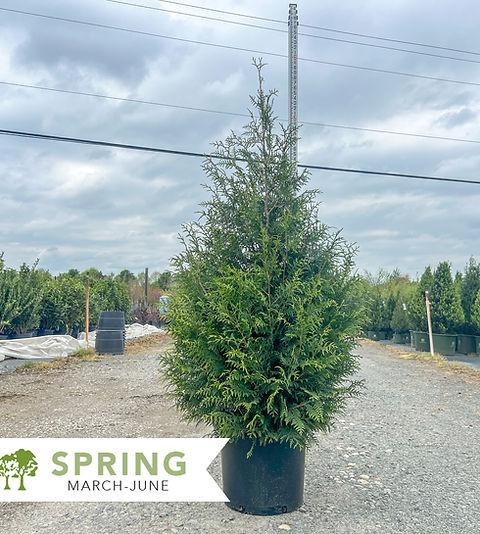 Thuja Plicata 'leprechaun' - View 11 from www redcrocus com