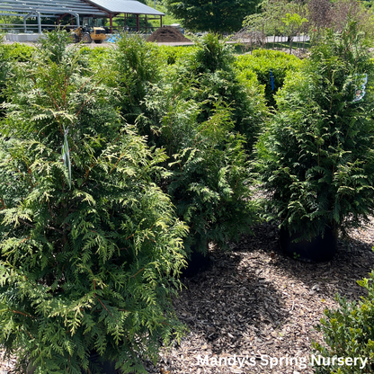 Thuja Plicata 'leprechaun' - View 12 from www redcrocus com