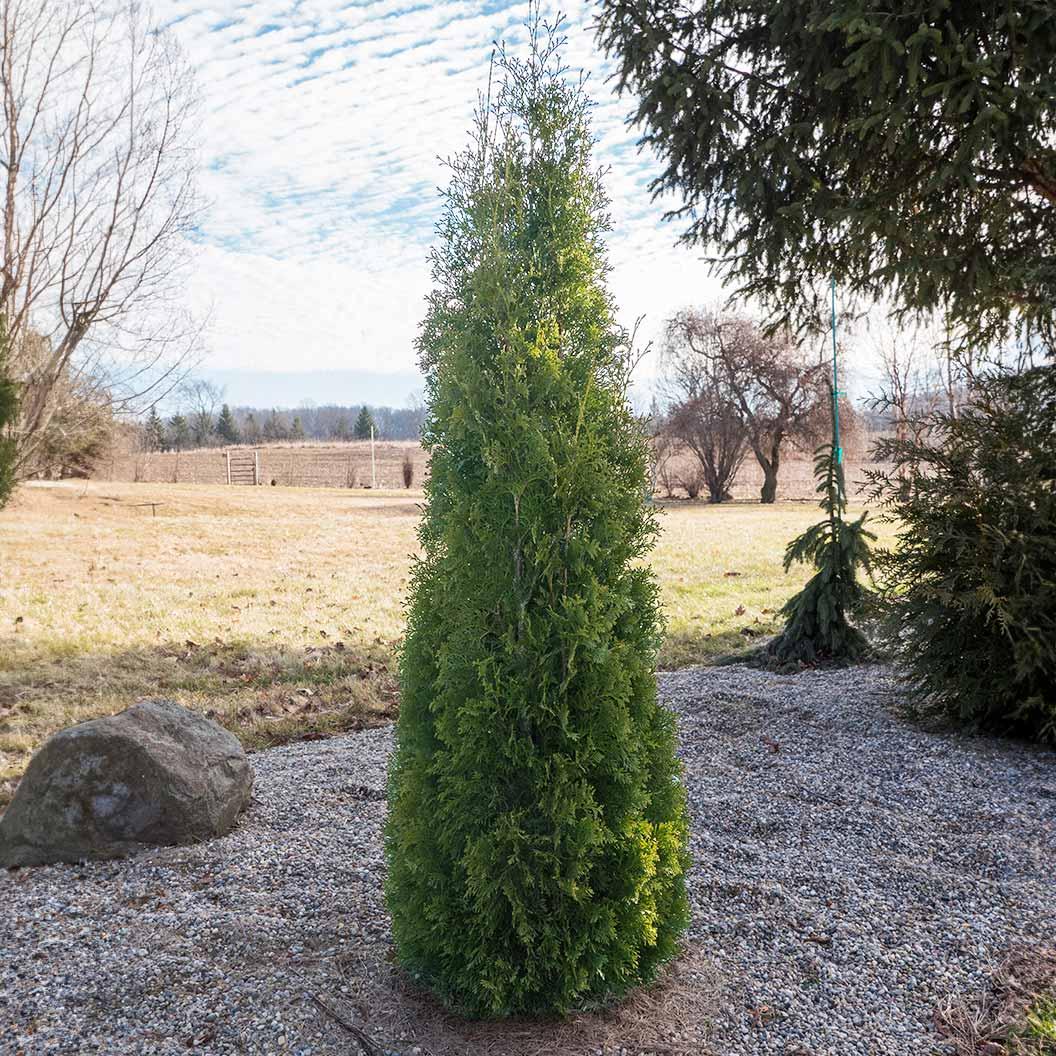Thuja Plicata 'leprechaun' - View 15 from www redcrocus com