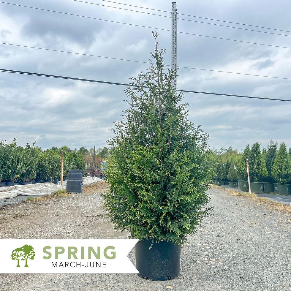 Thuja Plicata 'leprechaun' - View 18 from www redcrocus com