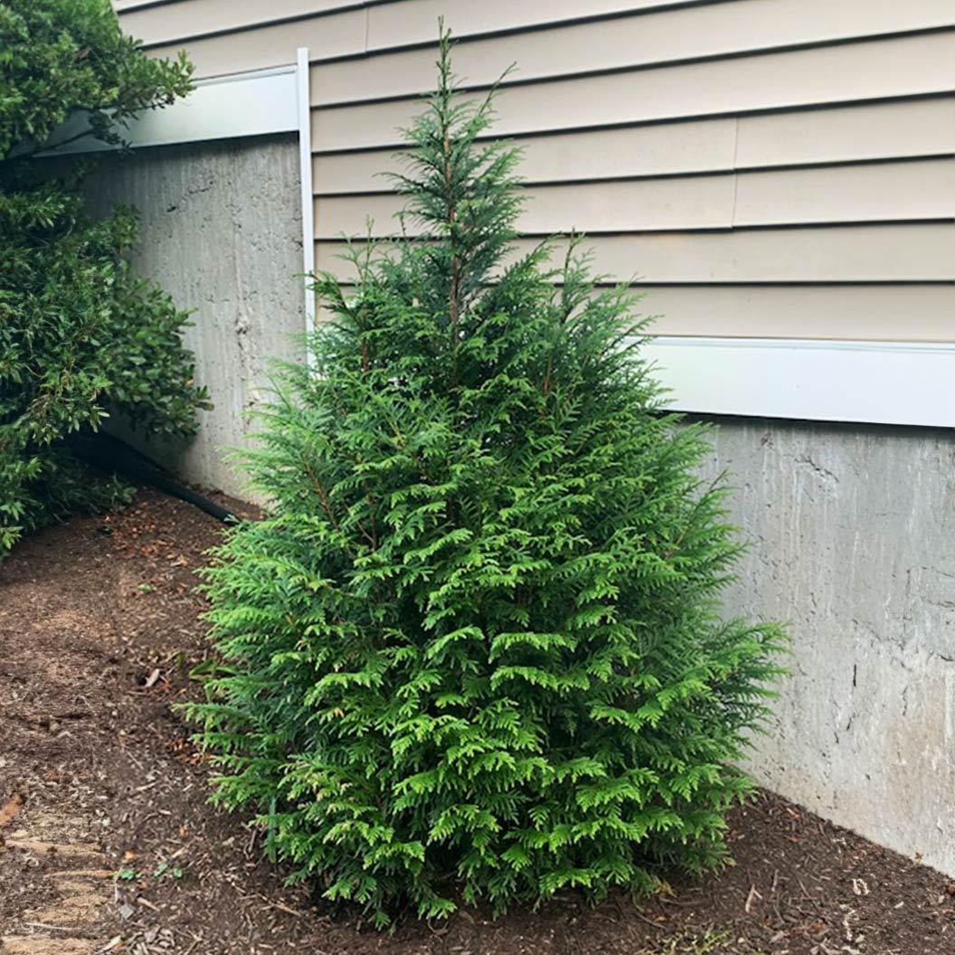 Thuja Plicata 'leprechaun' - View 1 from www redcrocus com