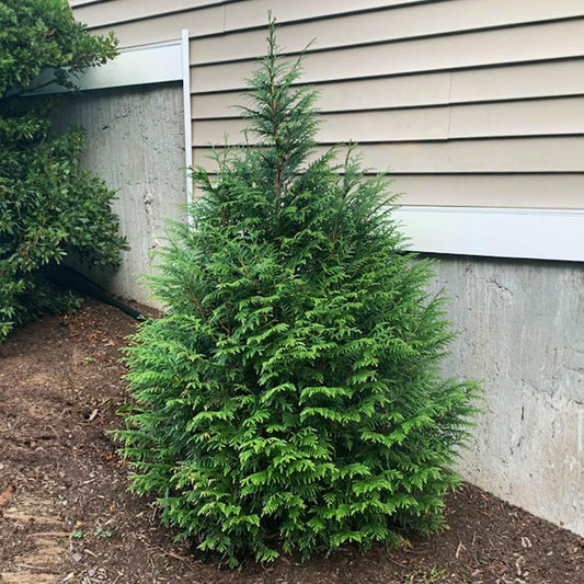 Thuja Plicata 'leprechaun' - View 1 from www redcrocus com