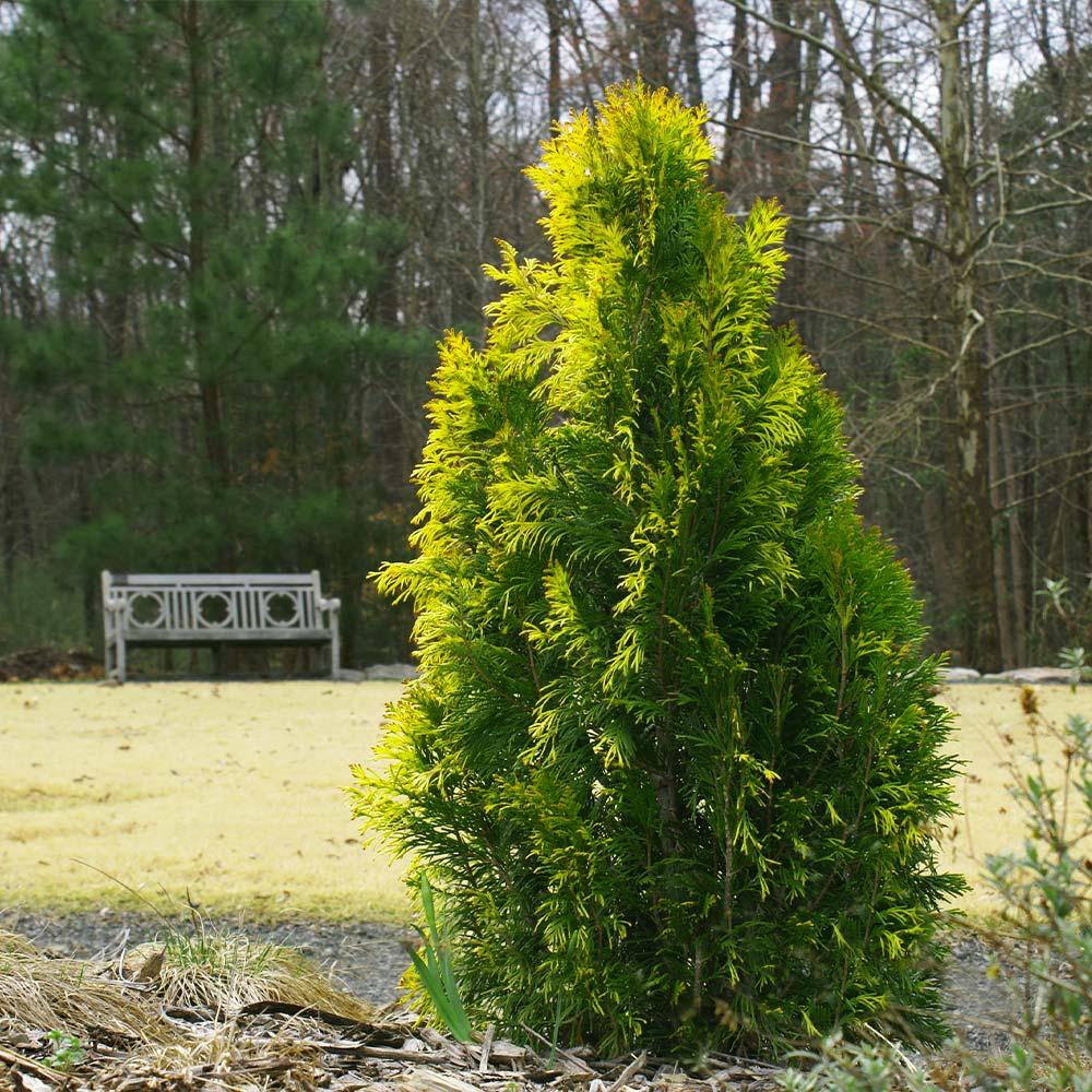 Thuja Plicata 'leprechaun' - View 20 from www redcrocus com