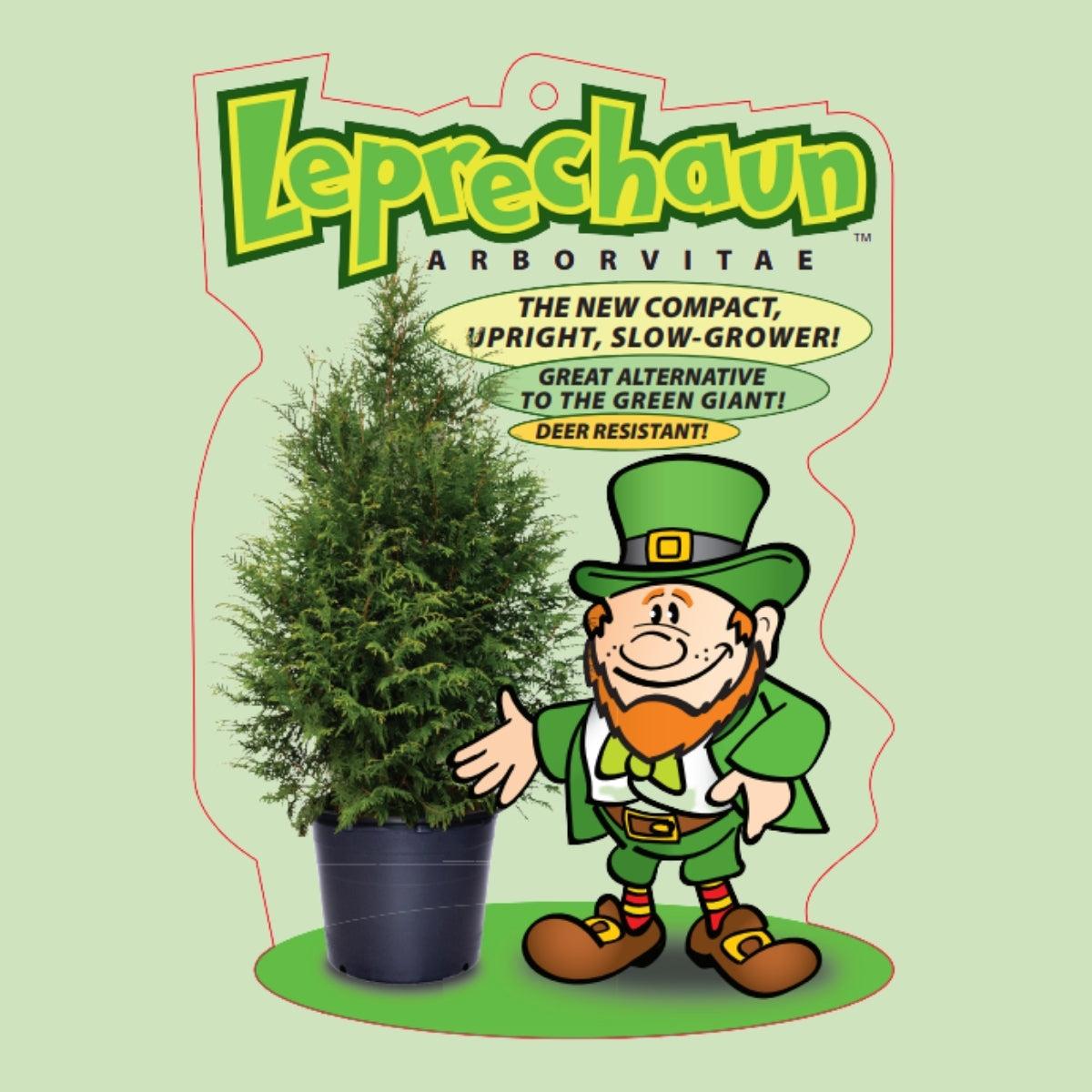 Thuja Plicata 'leprechaun' - View 25 from www redcrocus com