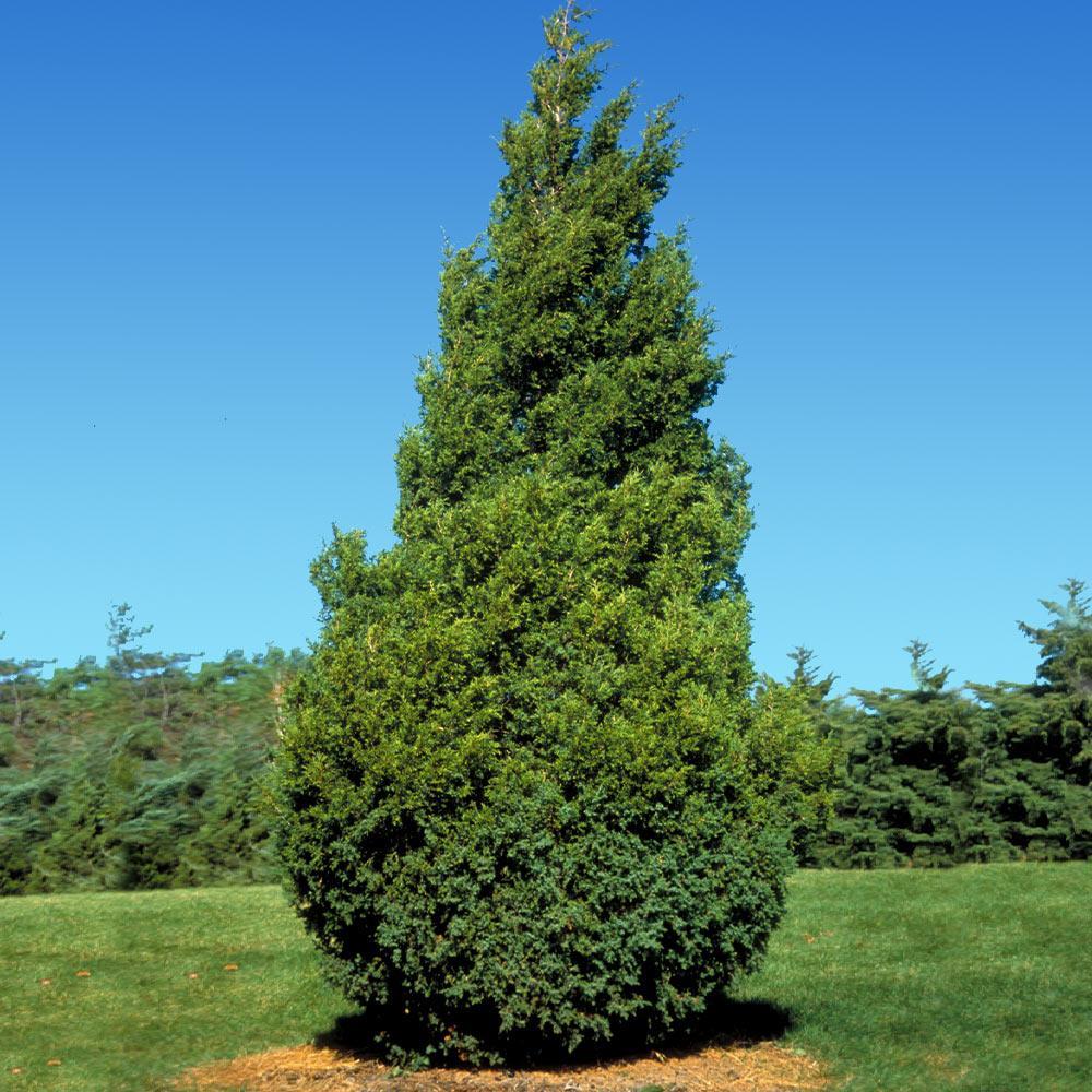 Thuja Plicata 'leprechaun' - View 26 from www redcrocus com