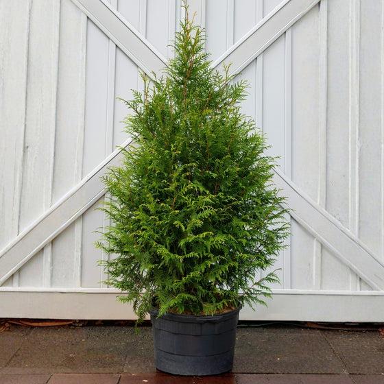 Thuja Plicata 'leprechaun' - View 27 from www redcrocus com