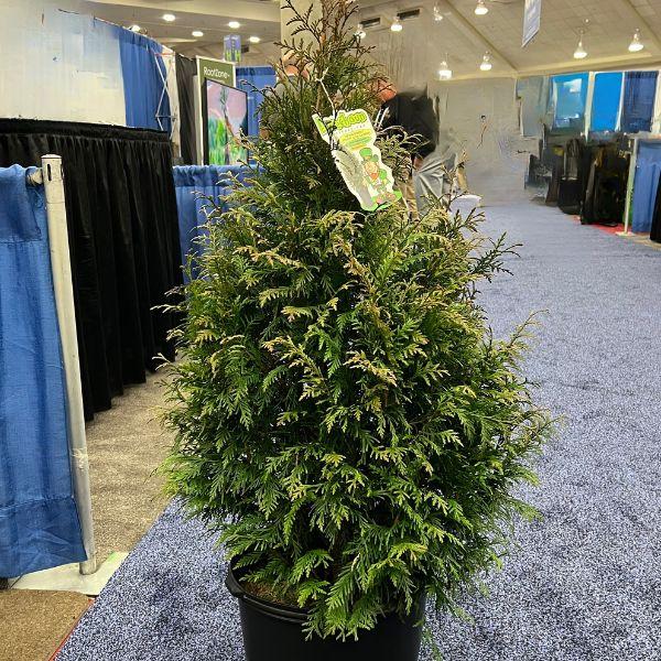 Thuja Plicata 'leprechaun' - View 3 from www redcrocus com