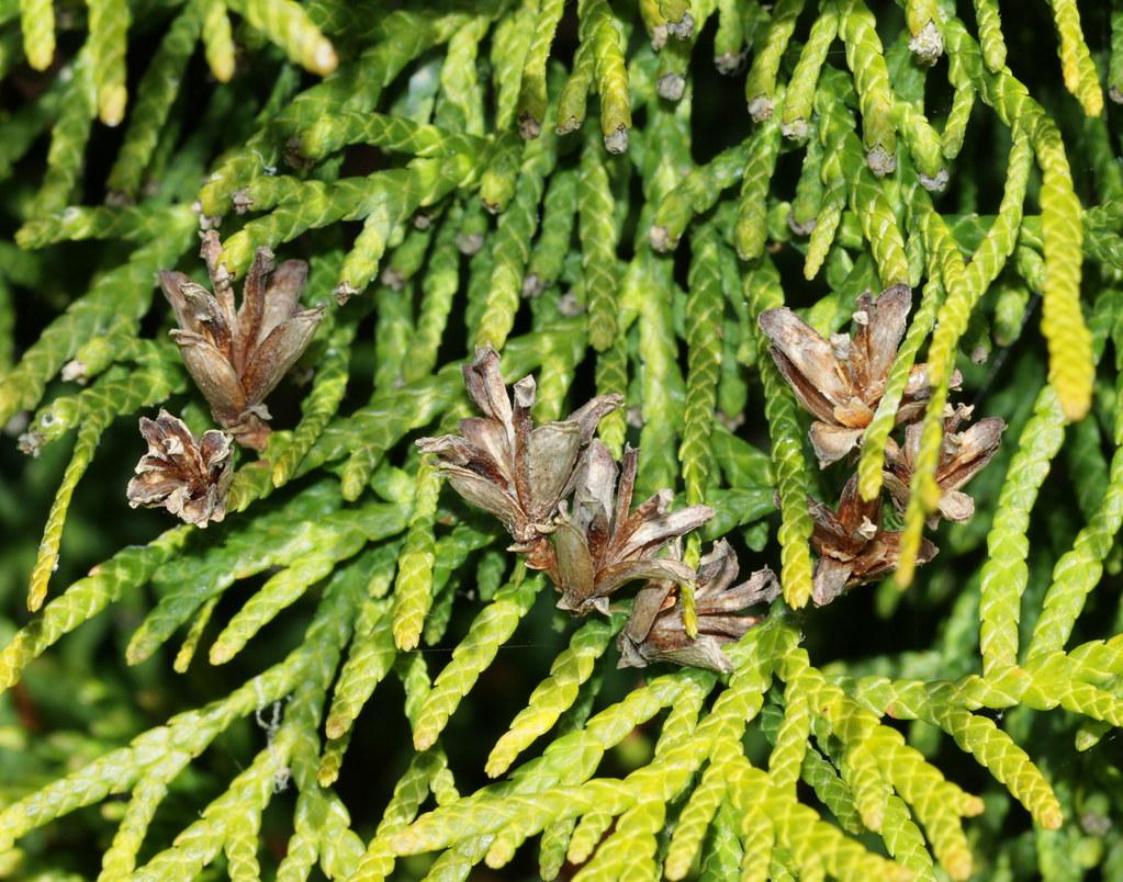 Thuja Plicata 'leprechaun' - View 6 from www redcrocus com