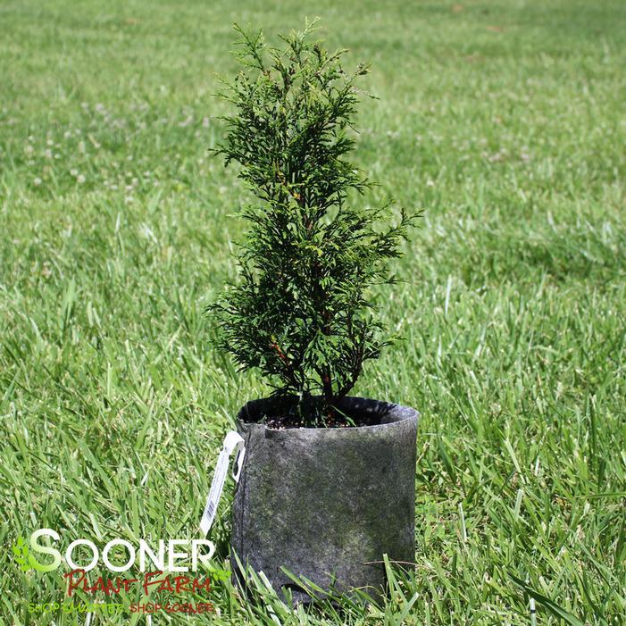 Thuja Plicata 'leprechaun' - View 7 from www redcrocus com