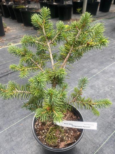 Picea Abies 'gregoryana' - View 11 from www redcrocus com