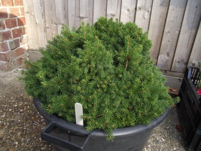Picea Abies 'gregoryana' - View 17 from www redcrocus com