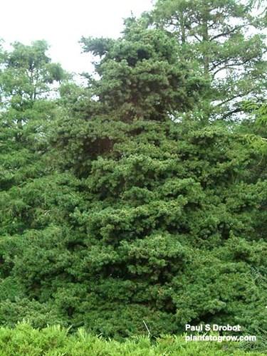 Picea Abies 'gregoryana' - View 18 from www redcrocus com
