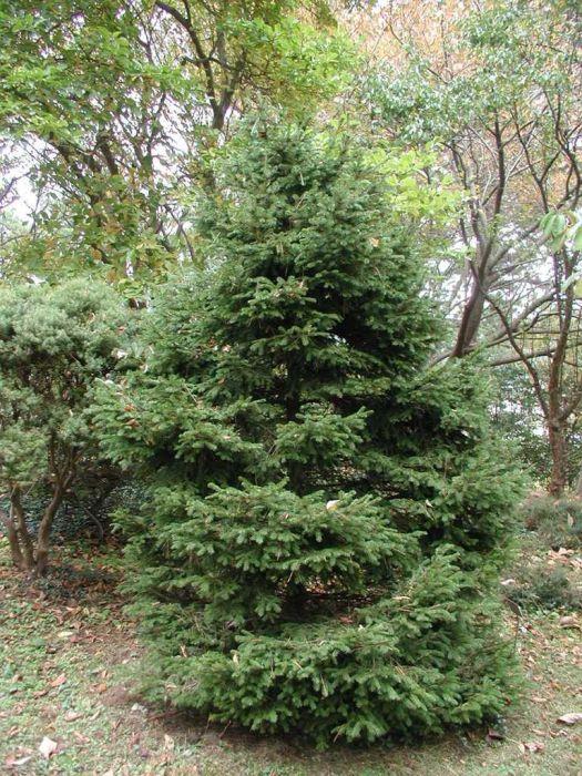 Picea Abies 'gregoryana' - View 19 from www redcrocus com