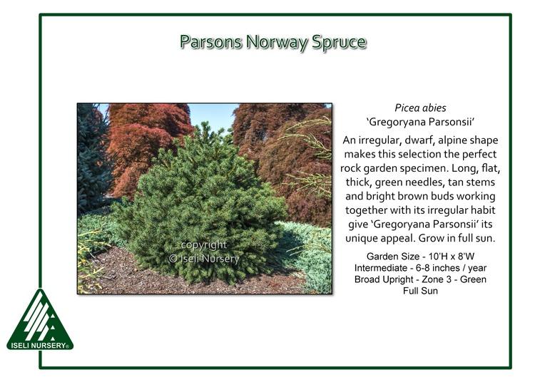 Picea Abies 'gregoryana' - View 1 from www redcrocus com