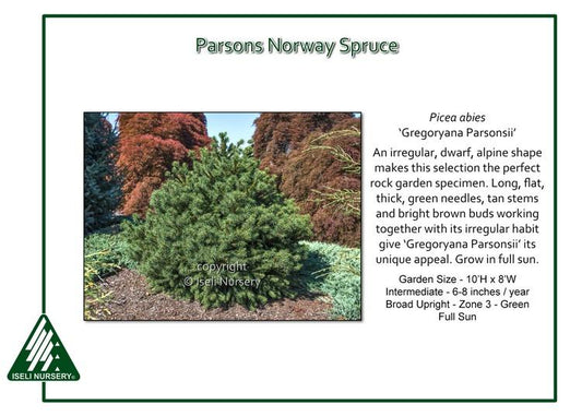 Picea Abies 'gregoryana' - View 1 from www redcrocus com