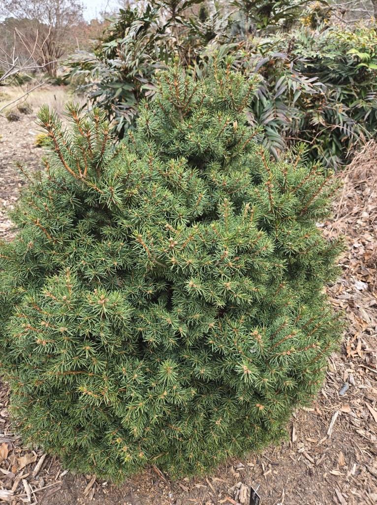 Picea Abies 'gregoryana' - View 21 from www redcrocus com