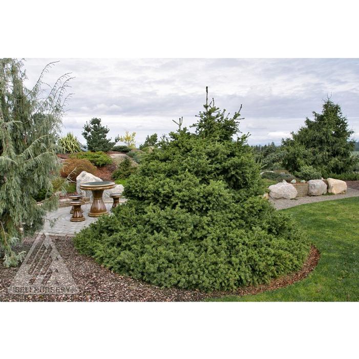 Picea Abies 'gregoryana' - View 22 from www redcrocus com