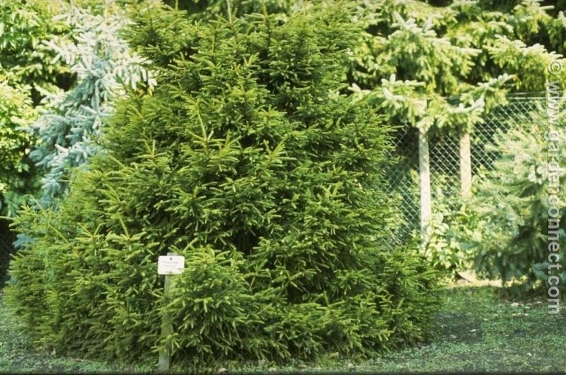 Picea Abies 'gregoryana' - View 24 from www redcrocus com