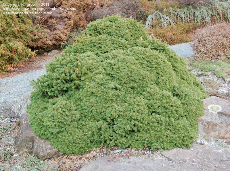 Picea Abies 'gregoryana' - View 26 from www redcrocus com