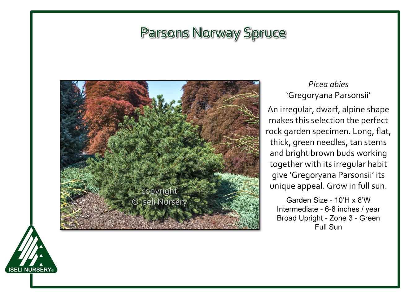 Picea Abies 'gregoryana' - View 3 from www redcrocus com