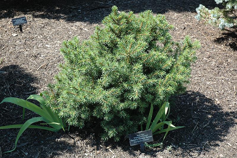 Picea Abies 'gregoryana' - View 5 from www redcrocus com