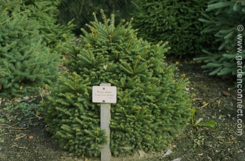 Picea Abies 'gregoryana' - View 6 from www redcrocus com