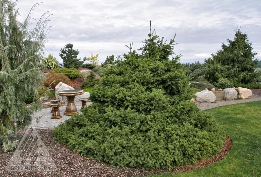 Picea Abies 'gregoryana' - View 8 from www redcrocus com