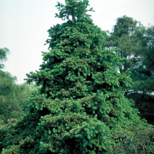 Picea Abies 'gregoryana' - View 9 from www redcrocus com