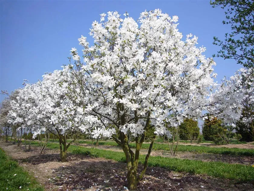 Magnolia Loebneri 'merrill' Multi Stem - View 10 from www redcrocus com