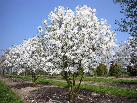 Magnolia Loebneri 'merrill' Multi Stem - View 10 from www redcrocus com