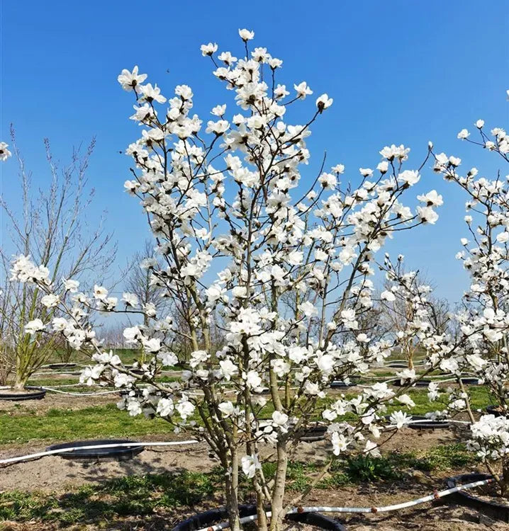 Magnolia Loebneri 'merrill' Multi Stem - View 13 from www redcrocus com