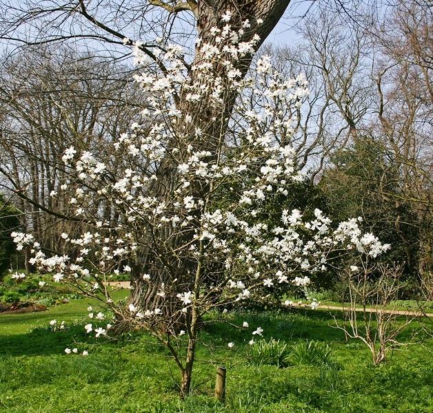 Magnolia Loebneri 'merrill' Multi Stem - View 16 from www redcrocus com