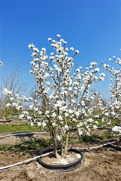 Magnolia Loebneri 'merrill' Multi Stem - View 18 from www redcrocus com