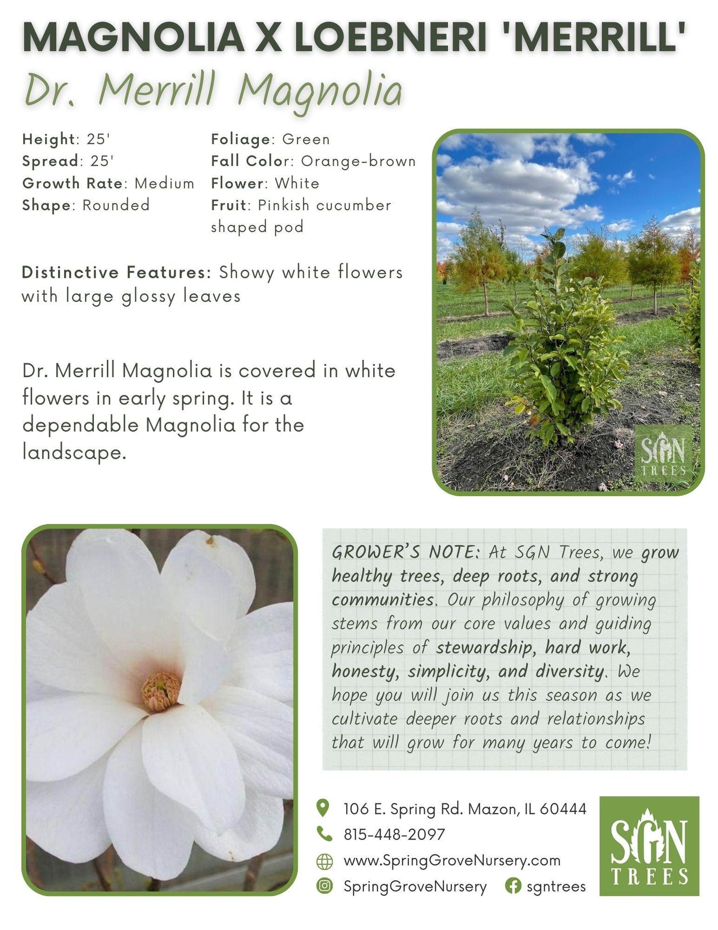 Magnolia Loebneri 'merrill' Multi Stem - View 30 from www redcrocus com