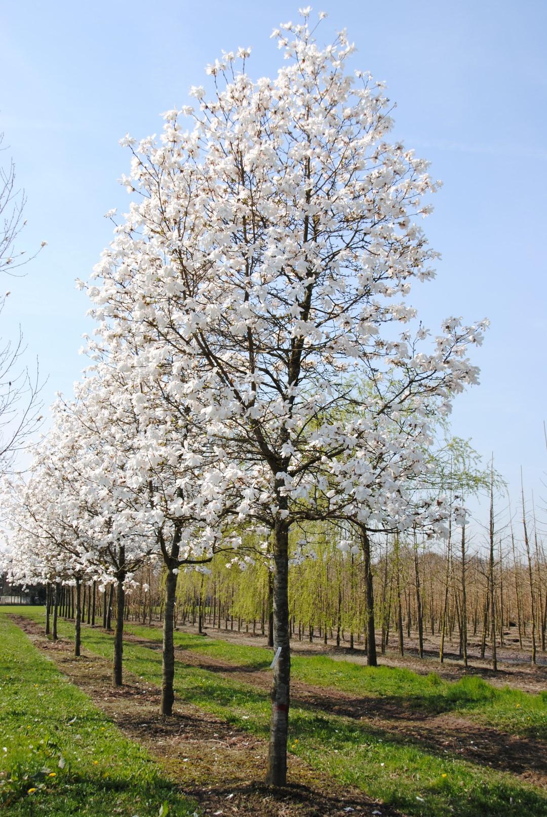 Magnolia Loebneri 'merrill' Multi Stem - View 3 from www redcrocus com
