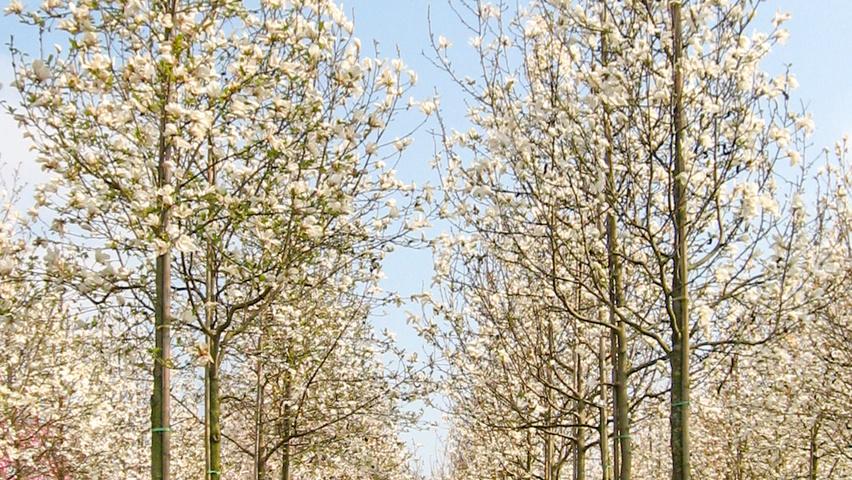 Magnolia Loebneri 'merrill' Multi Stem - View 9 from www redcrocus com