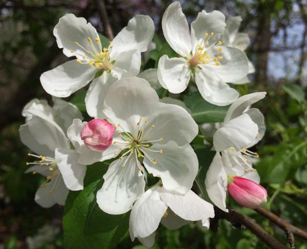 Malus Donald Wyman - View 10 from www redcrocus com