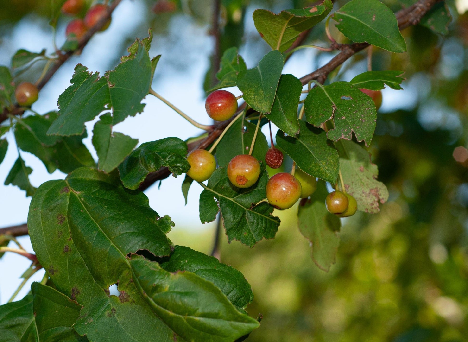 Malus Donald Wyman - View 14 from www redcrocus com