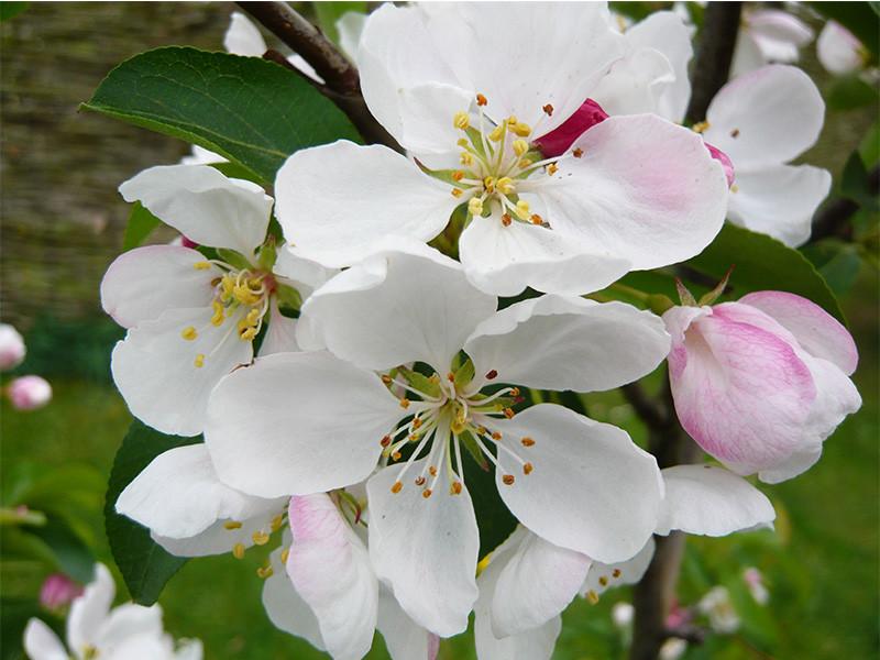 Malus Donald Wyman - View 16 from www redcrocus com