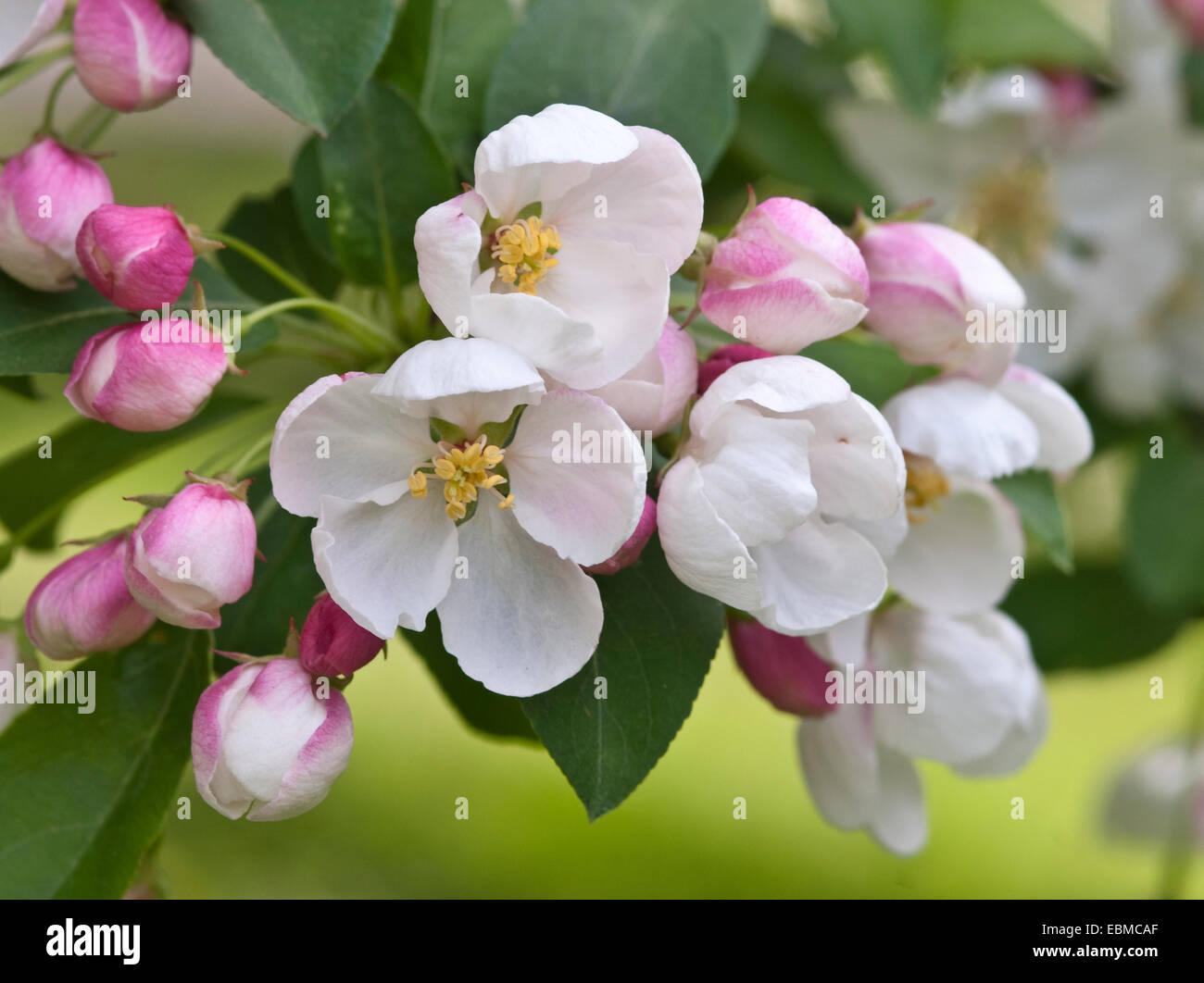 Malus Donald Wyman - View 1 from www redcrocus com