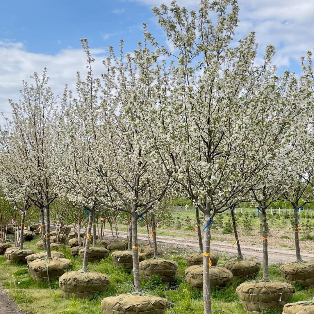 Malus Donald Wyman - View 4 from www redcrocus com