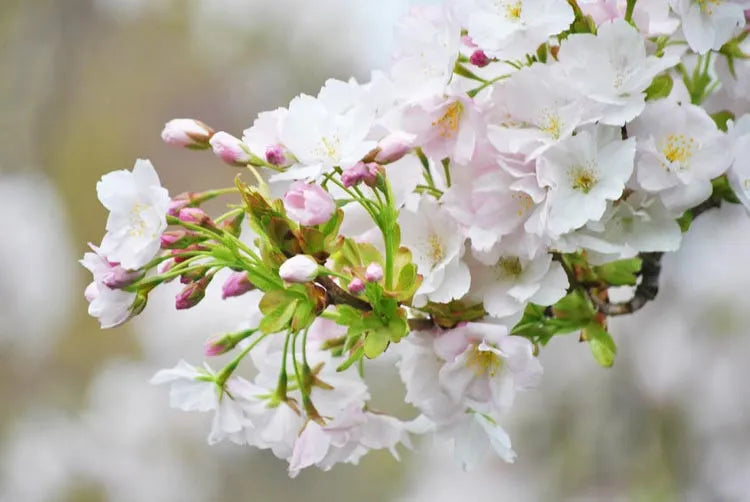 Prunus Subhirtella Autumnalis - View 14 from www redcrocus com