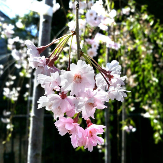 Prunus Subhirtella Pendula - View 10 from www redcrocus com
