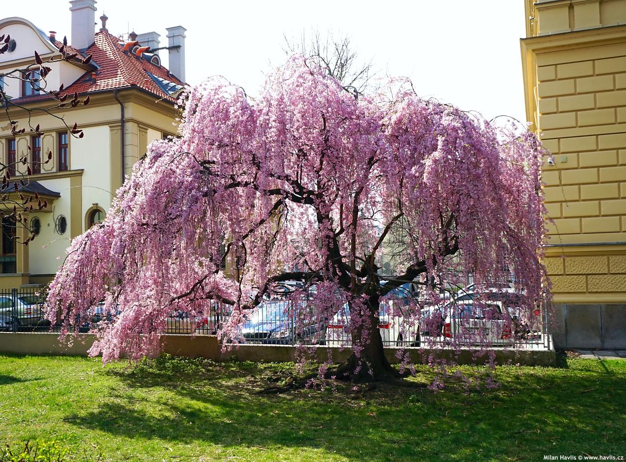 Prunus Subhirtella Pendula - View 12 from www redcrocus com