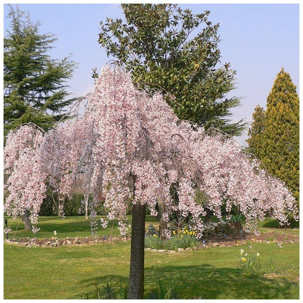 Prunus Subhirtella Pendula - View 18 from www redcrocus com