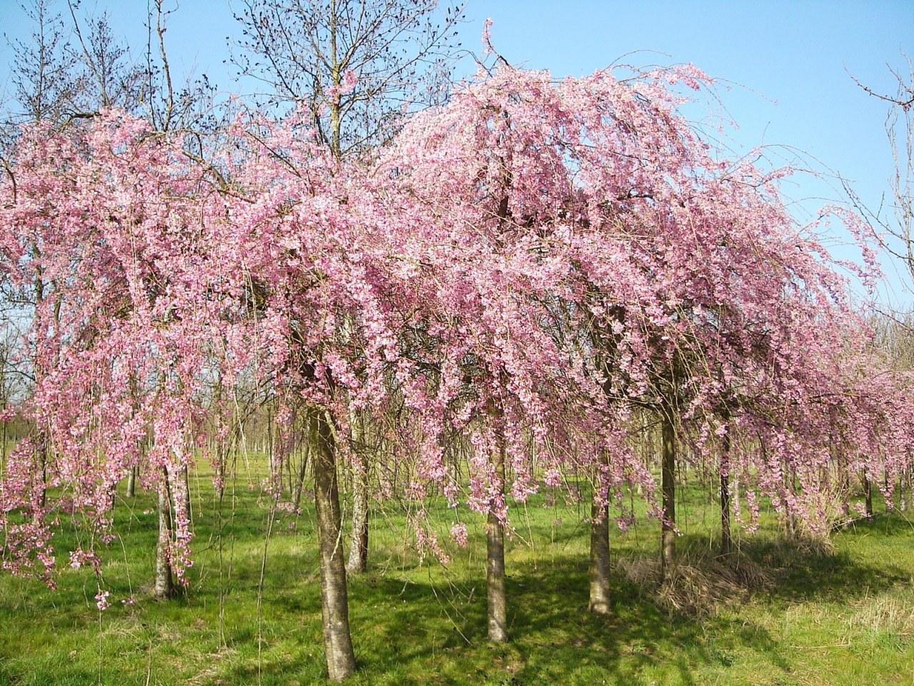 Prunus Subhirtella Pendula - View 6 from www redcrocus com