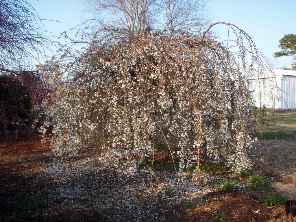 Prunus Subhirtella Snow Fountain - View 12 from www redcrocus com